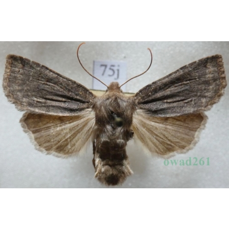 Conistra ligula (Esper, 1791) Porożnica Czech75j